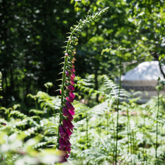 yurt and foxgloves barefoot and bower