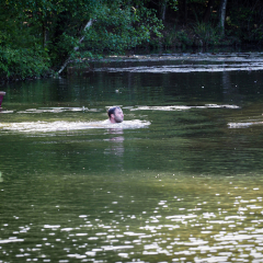 lake swim barefoot and bower